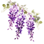 Floraison d'Etres Fleurs Glycines